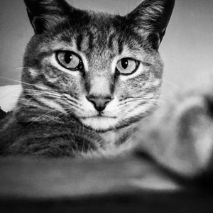 Meet your Posher, Lucy